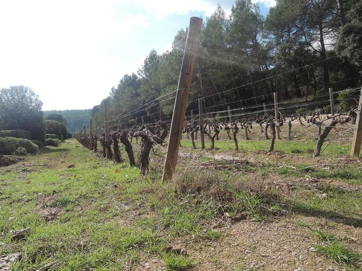 Le Petit Paradis - La Provençale Lorgues